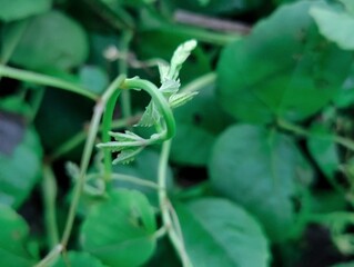A close-up photograph of vibrant green leaves showcasing intricate texture against a natural outdoor background.	
