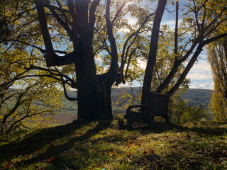 Fototapeta premium A rustic bench rests under a canopy of sunlit autumn trees, overlooking a serene valley