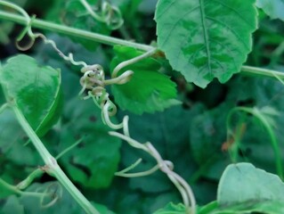 A close-up photograph of vibrant green leaves showcasing intricate texture against a natural outdoor background.	
