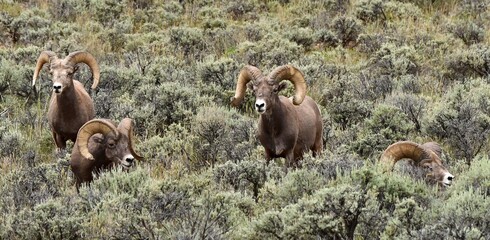 four  rocky mountain big horn sheep   rams grazing   in a field of sagebrush in the rio grande del...