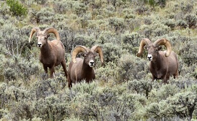 three  rocky mountain big horn sheep  grazing   in a field of sagebrush in the rio grande del norte...