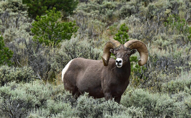 a  rocky mountain big horn sheep   ram grazing   in a field of sagebrush in the rio grande del...