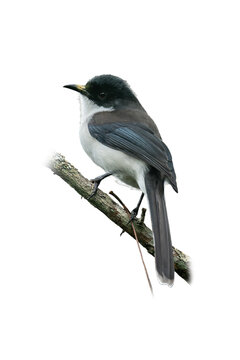 Dark-backed Sibia perched gracefully on a branch, showing off its sleek black and white plumage.