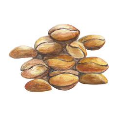 Ethiopian arabica roasted brown beans. Watercolor isolated white illustration for cooking books, restaurant menu, recipes, banners, greeting cards clip art