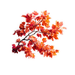 Autumn leaves branch, fall colors, nature, dark background, seasonal design