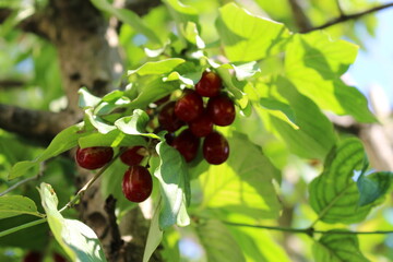 dogwood ripens on the tree, the season begins, a tasty and beautiful berry