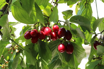 dogwood ripens on the tree, the season begins, a tasty and beautiful berry