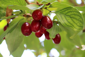 In our garden, the dogwood tree has ripened, it is magnificent