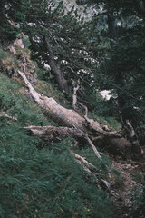 Fallen Pine Tree in Dense Green Forest