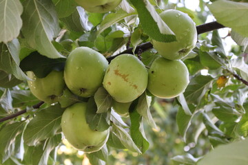 In our garden in the village excellent apples grow, the branches are full