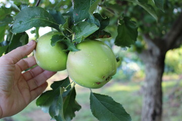 beautiful apples in our garden in the village organic and natural