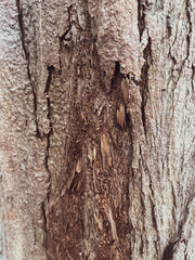 Close-up of dry bark texture for nature background.