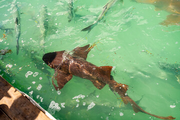 Nurse Shark Near Dock at Robbie’s Marina in Islamorada, Florida Keys