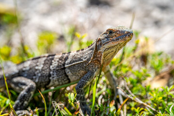 Curious Juvenile Black Spiny-Tailed Iguana (Ctenosaura similis) in Florida.