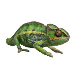 Obraz premium Close-up of a colorful chameleon