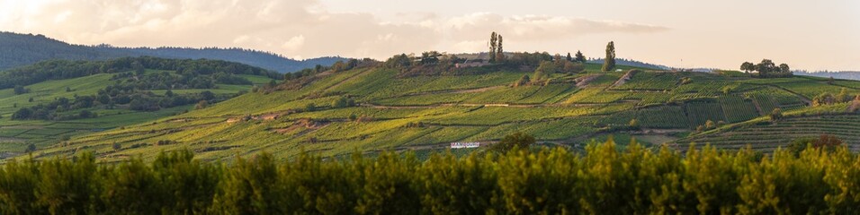 Mémoire de la Grande Guerre en Alsace : la Nécropole nationale de Sigolsheim surplombe le vignoble du Mont de Sigolsheim, Kaysersberg vignoble, CEA, Grand Est, France