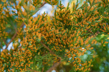Beautiful bright yellow-orange flowers on the tips of branches of evergreen thuja or cypress during...