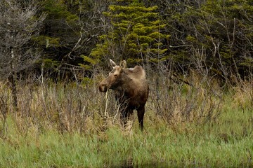 elk in yellowstone national park