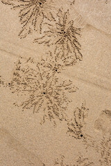 Abstract Crab Patterns on Sandy Beach with Tiny Sand Pellet Artwork