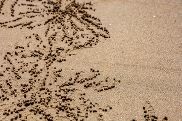 Sand patterns created by small crabs on sandy beach. Patterns in nature, sand art, copy space