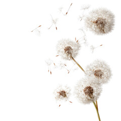 Dandelions in flight against black