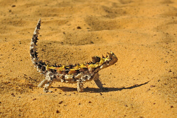 Thorny devil lizard standing in the Western Australian desert