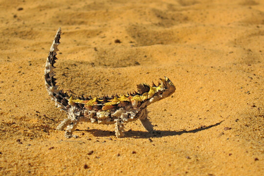 Thorny devil lizard standing in the Western Australian desert