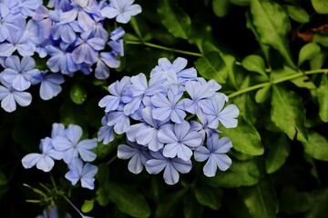 Cape leadwort flowers (Plumbago auriculata) in a garden