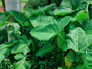 Obraz premium A close-up photograph of vibrant green leaves showcasing intricate texture against a natural outdoor background. 