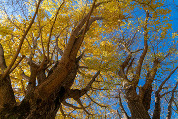 The ginkgo leaves overhead had turned yellow in Sakura City, Japan.