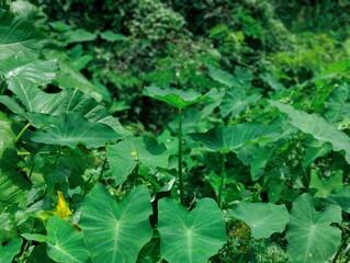 A close-up photograph of vibrant green leaves showcasing intricate texture against a natural outdoor background.	
