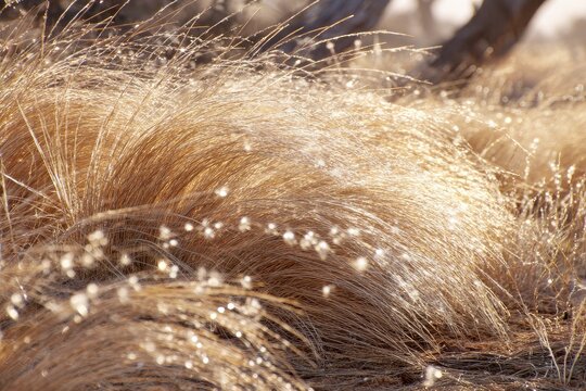 Golden grass field, glistening with dew