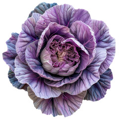 Obraz premium Beautiful Purple Cabbage Blossom on a White Background