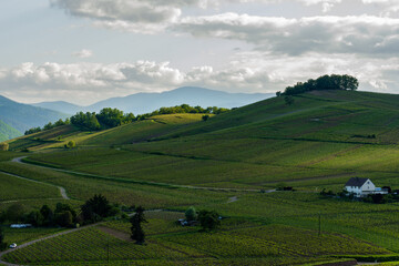 Le vignoble alsacien : ses collines sous-vosgiennes, entre Niedermorschwihr et Ingersheim, CEA,...