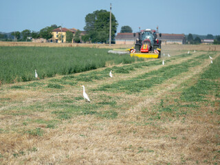 Agricultural Scene, White Birds Follow Tractor During Harvest