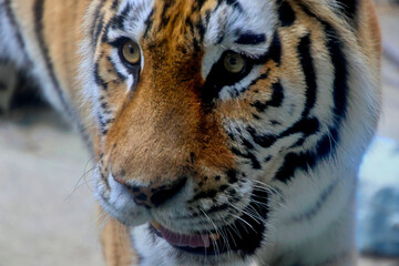 アムールトラ・旭山動物園（北海道・旭川市）