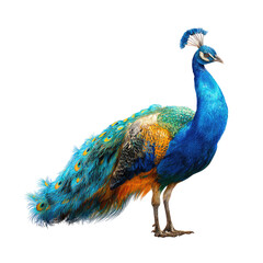Obraz premium Majestic Peacock Profile, Avian Beauty, Zoo Habitat, Wildlife Poster