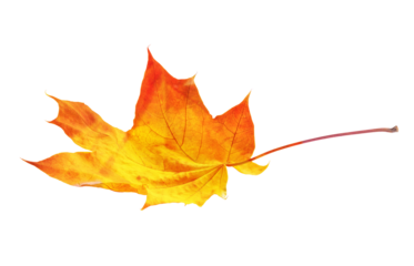 autumn maple leaf isolated on transparent background