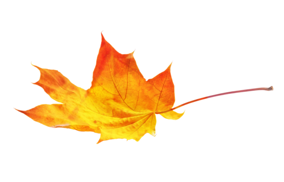 autumn maple leaf isolated on transparent background