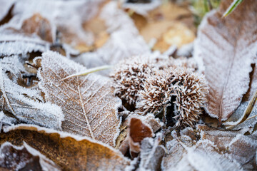 Beauté hivernale dans le Parc Naturel Régional des Ballons des Vosges : Châtaignes sous le givre, Vosges, Kaysersberg vignoble, CEA, Grand Est