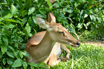 young deer in the forest