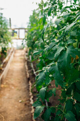 Tomatoes ripening on a stem in a greenhouse, an industrial greenhouse for growing tomatoes.Juicy green bushes. Organic vegetables.Agricultural industry.