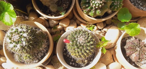 Cactus garden in the restaurant
