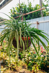 In the courtyard of the house there is a flower pot with a plant. White flowers hang from the pot.