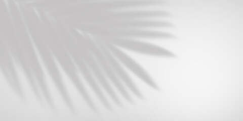 Obraz premium Shadows of plant branches on the wall with sunlight. Monochrome gray background.