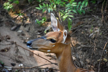 white tailed deer