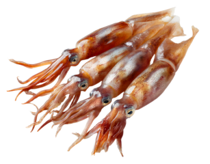 AI generated top view of fresh whole splendid squid with glossy skin and delicate tentacles arranged neatly showcasing premium seafood against clean white background