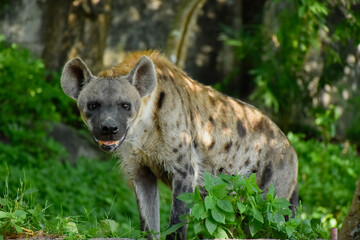 close up face of hyena and eye looking to hunting