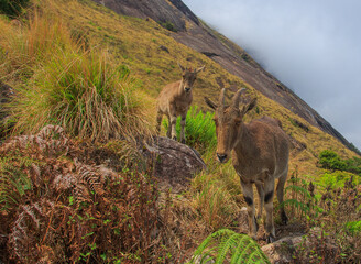 Nigiri Tahr in Eravikulam National Park (Kerala, India)