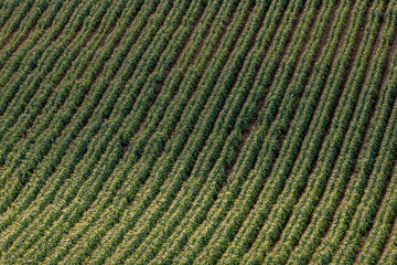 A full frame photograph looking down at sweetcorn crops growing on the Isle of Wight